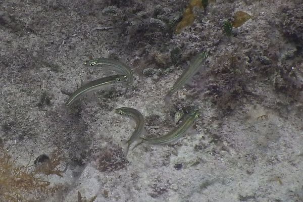 Silversides - Reef Silverside