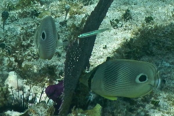 Silversides - Reef Silverside Silversides - Reef Silverside