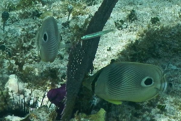 Silversides - Reef Silverside