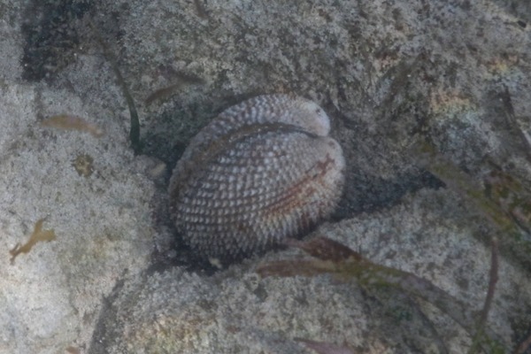 Bivalve Mollusc - Giant Heart Cockle