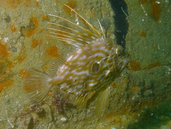 Zeidae - John Dory