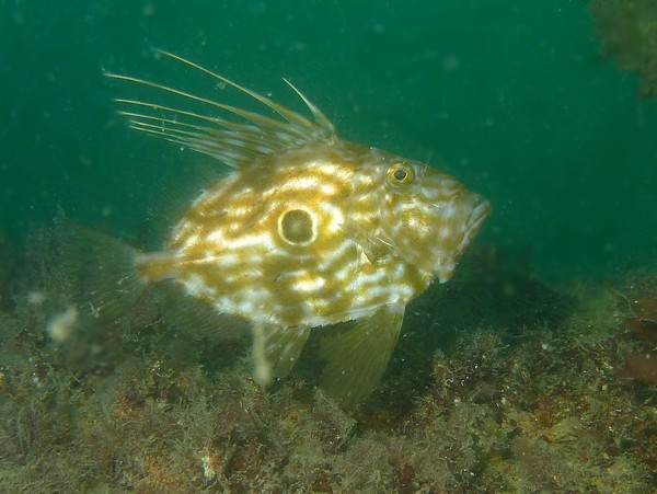 Zeidae - John Dory