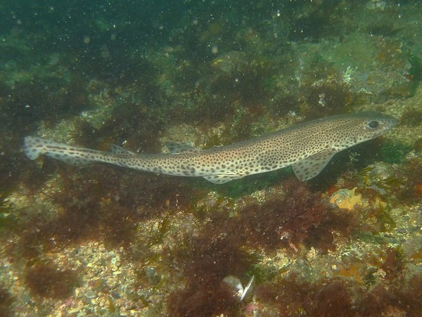 Sharks - Small-spotted catshark