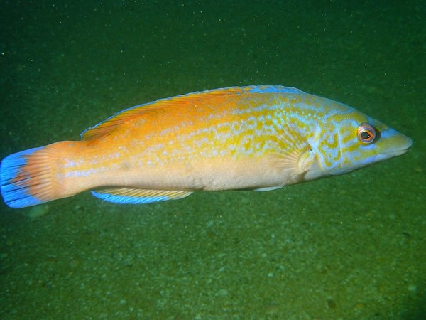 Wrasse - Cuckoo Wrasse