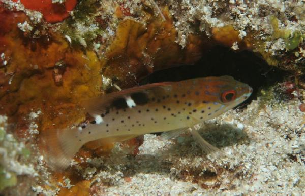 Groupers - Coney