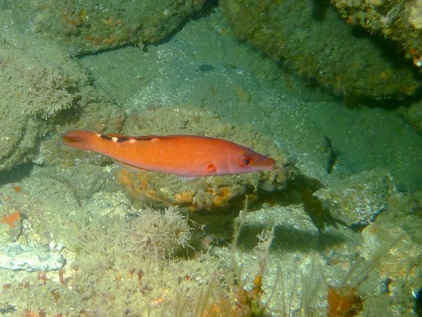 Wrasse - Cuckoo Wrasse