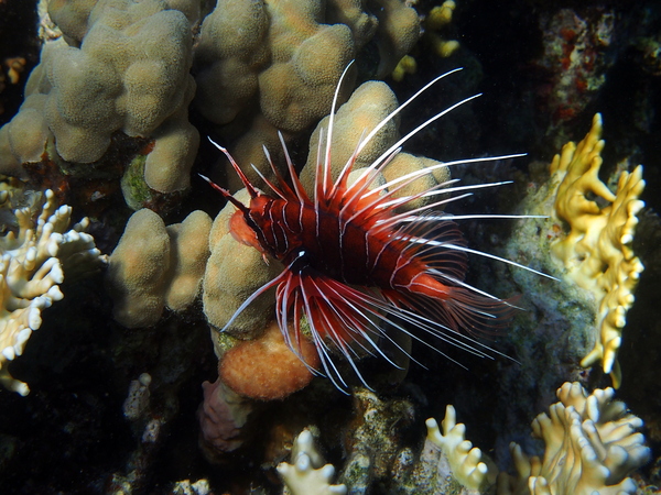 Lionfish - Clearfin Lionfish