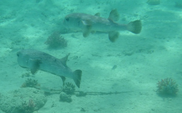 Porcupinefish - Porcupinefish