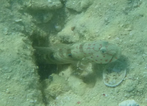 Gobies - green bubble goby