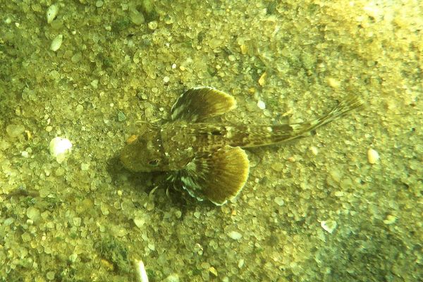 Gurnards - Northern Sea Robin