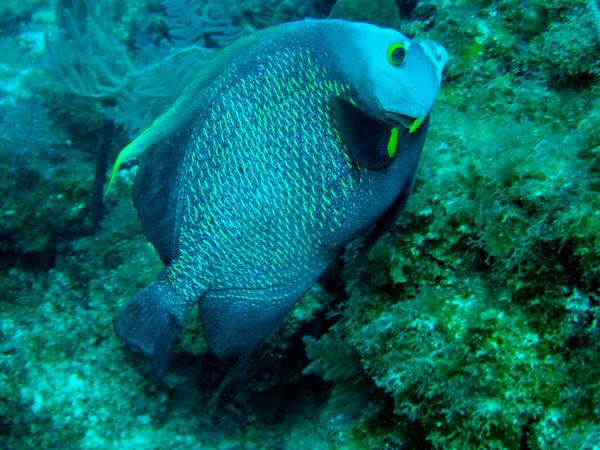 Angelfish - French Angelfish