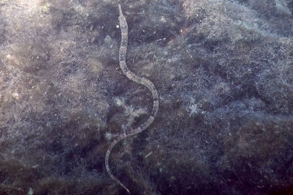 Pipefish - Northern Pipefish