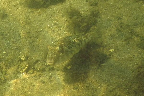 Pufferfish - Northern Puffer