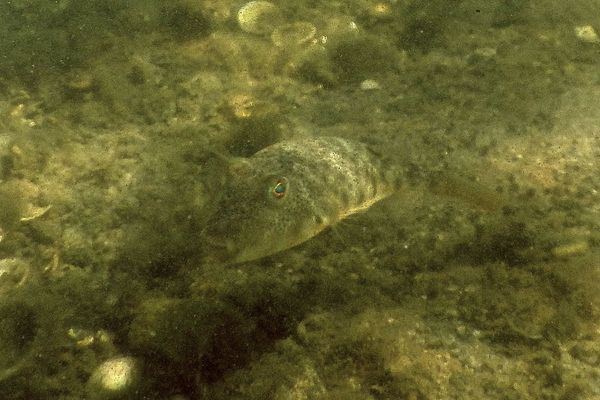 Pufferfish - Northern Puffer