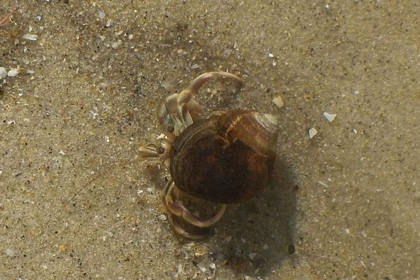 Crabs - Long Clawed Hermit Crab