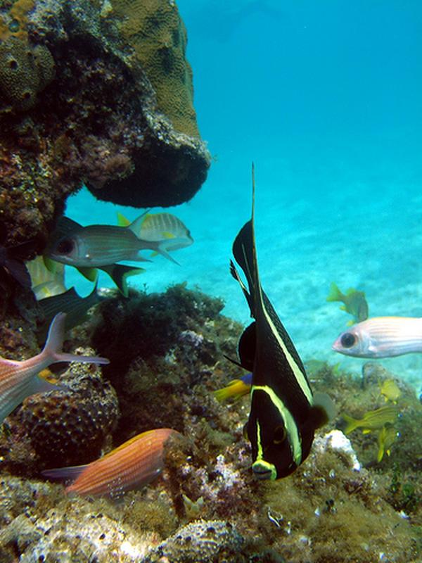 Angelfish - French Angelfish