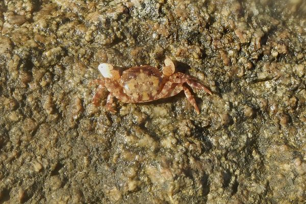 Crabs - Asian Shore Crab