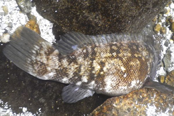 Wrasse - Tautog