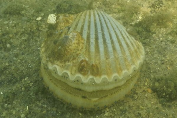 Bivalve Mollusc - Bay Scallop