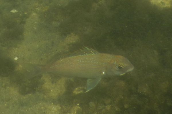 Wrasse - Cunner