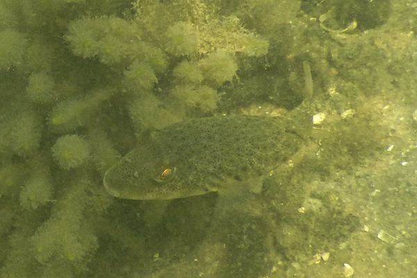 Pufferfish - Northern Puffer