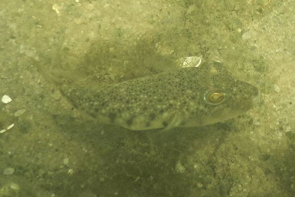 Pufferfish - Northern Puffer