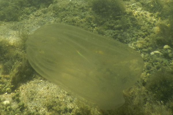 Jellyfish - Northern Comb Jellyfish