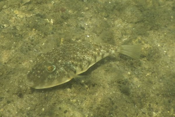 Pufferfish - Northern Puffer