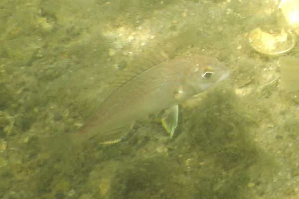 Wrasse - Cunner