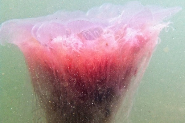 Jellyfish - Lion's Mane Jellyfish