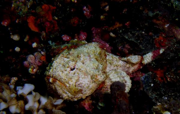 Scorpionfish - Stonefish