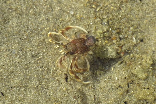 Crabs - Long Clawed Hermit Crab