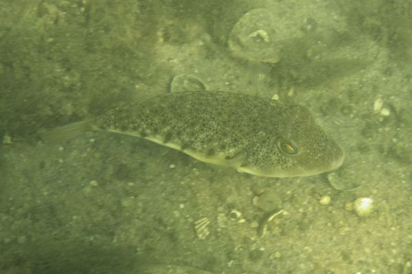 Pufferfish - Northern Puffer