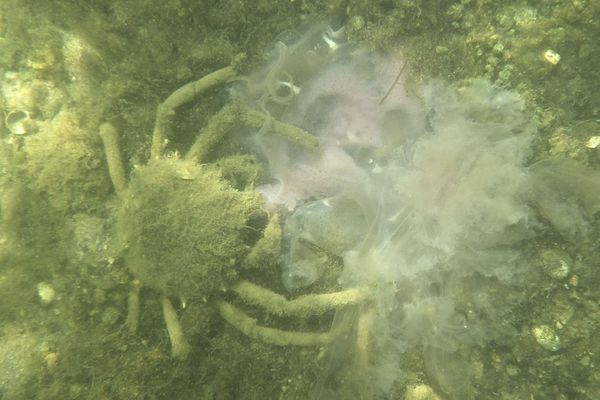 True Crabs - Common Spider Crab