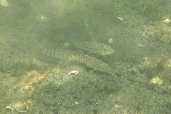 Killifish - Striped Killifish