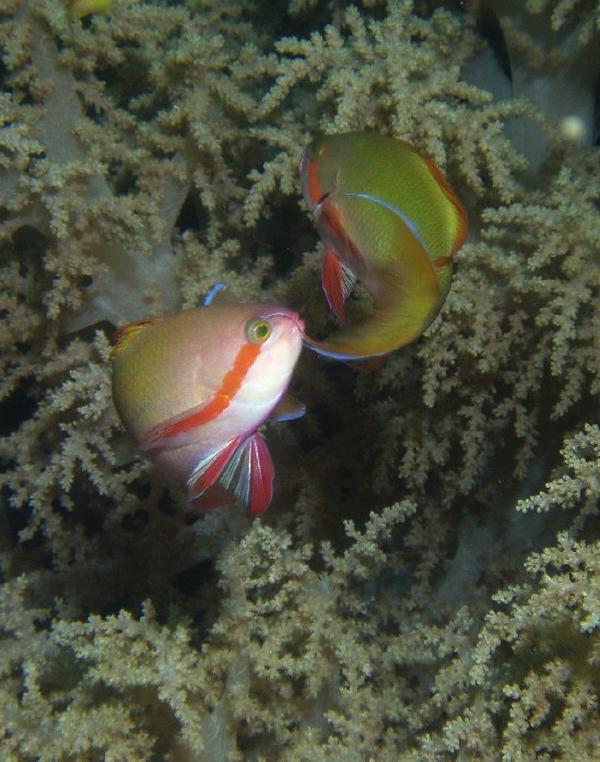 Red-cheeked Fairy Basslet