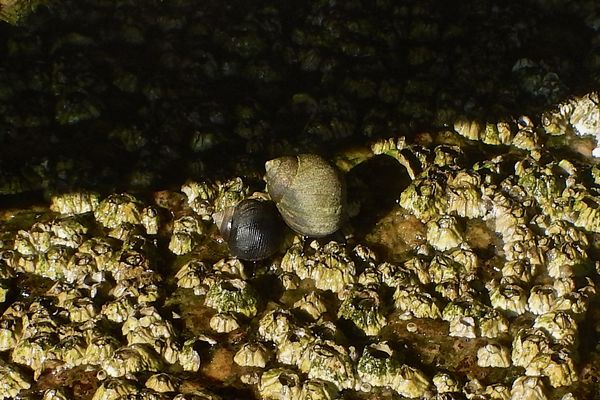 Sea Snails - Eastern Mudsnail