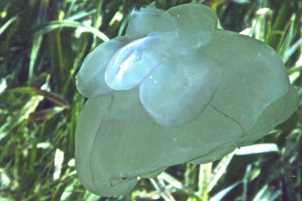 Jellyfish - Moon Jelly