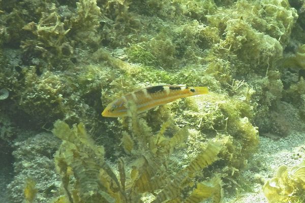 Wrasse - Puddingwife