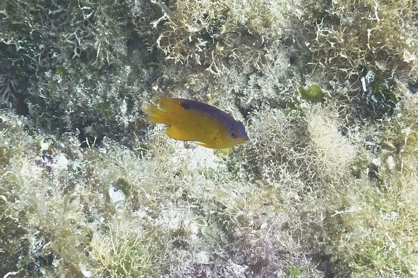 Damselfish - Longfin Damselfish Damselfish - Longfin Damselfish