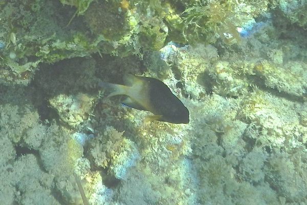 Damselfish - Bicolor Damselfish