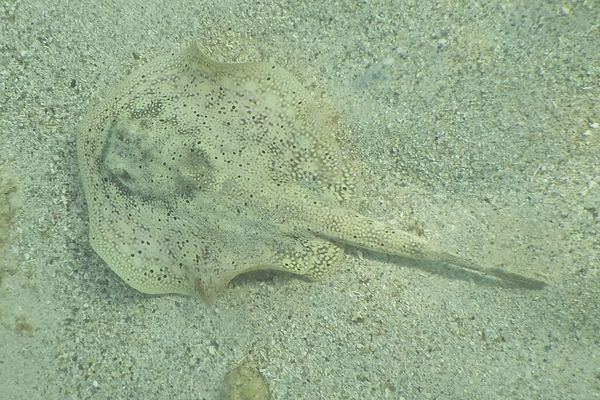 Stingrays - Yellow Stingray