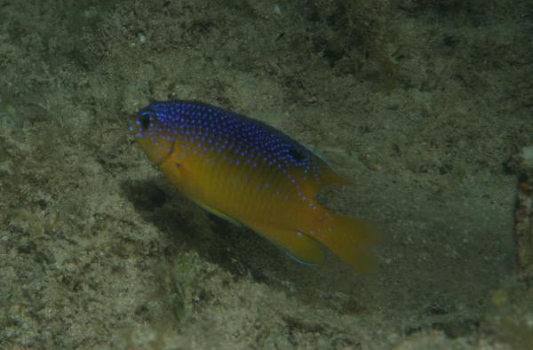 Damselfish - Beaugregory Damselfish