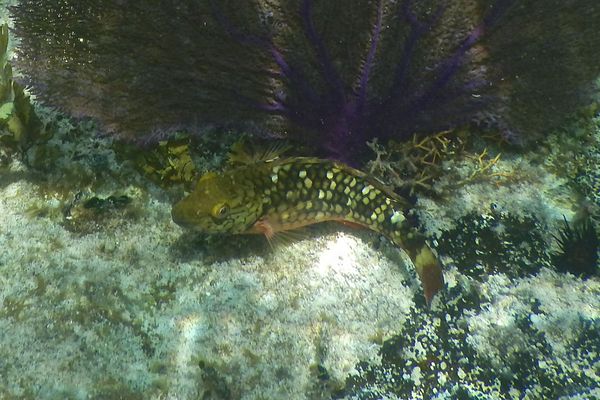 Parrotfish - Stoplight Parrotfish