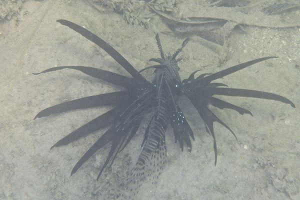 Lionfish - Common Lionfish