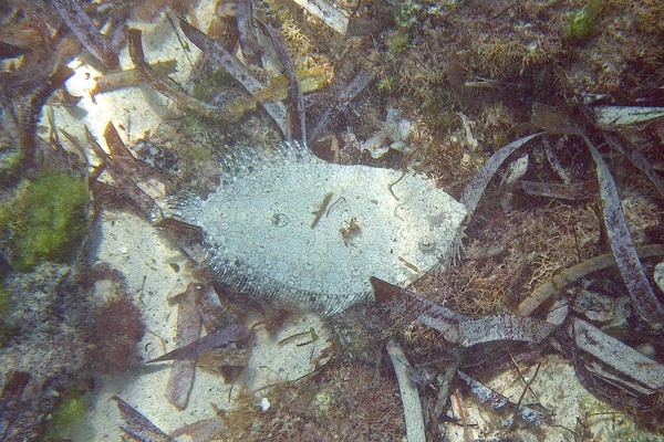 Flounders - Maculated Flounder