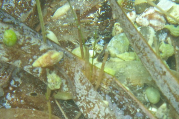 Crabs - Blue Legged Hermit Crab