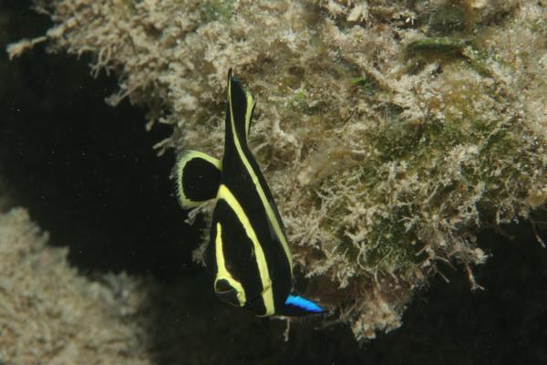 Angelfish - French Angelfish