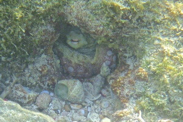 Octopuses - Common Octopus