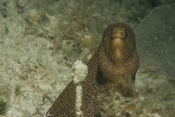 Moray - Goldentail Moray Moray - Goldentail Moray